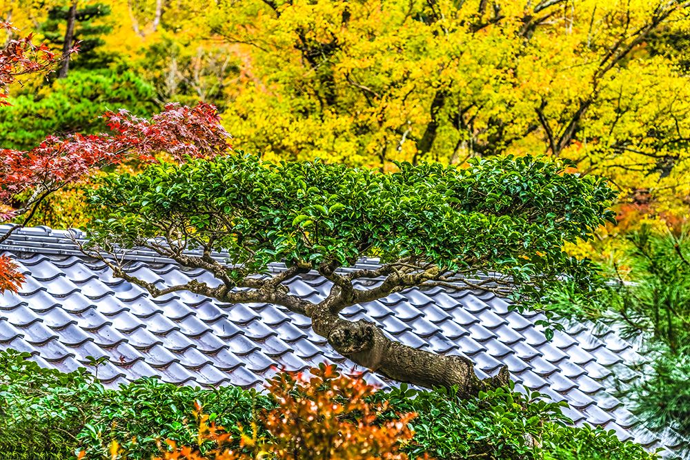 Colorful foliage, Tofuku-ji Buddhist temple, Kyoto, Japan. Famous for its autumn leaves.